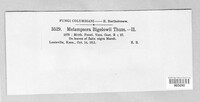 Melampsora bigelowii image